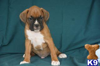 Boxer Puppies for Sale
